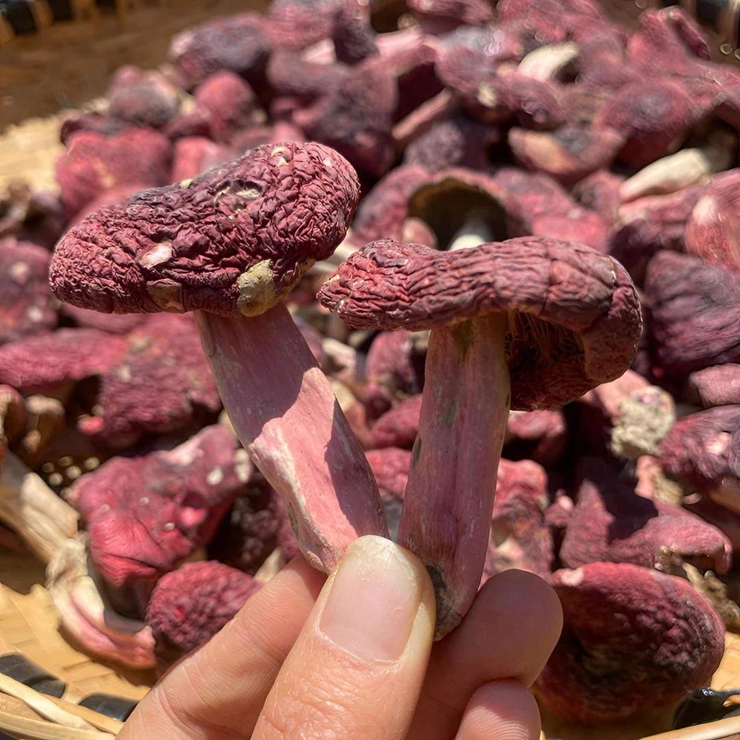 云南大红菇标菇干货月子红真红菇新货煲汤鲜甜大红菌子食用菌