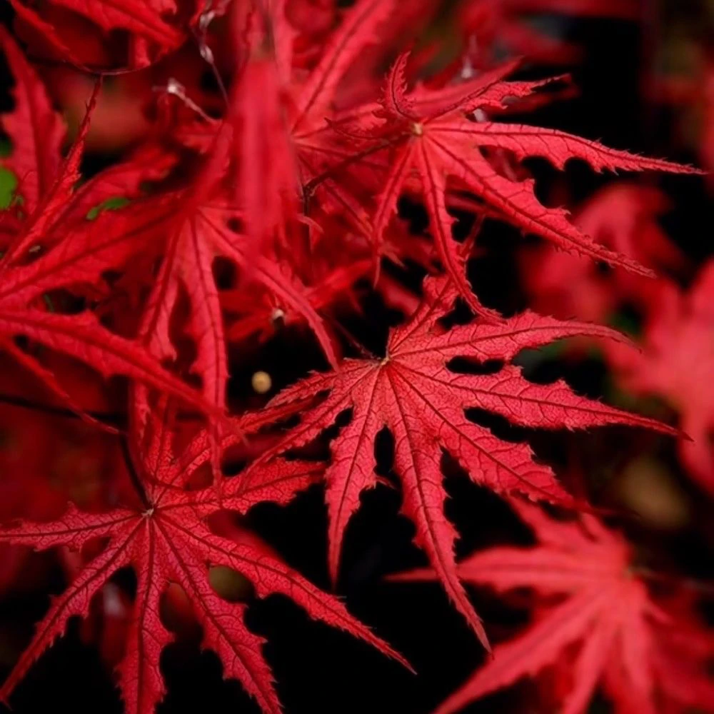 紫精灵日本枫树三季红脉纹系高端品种红枫庭院树休眠期发货无叶