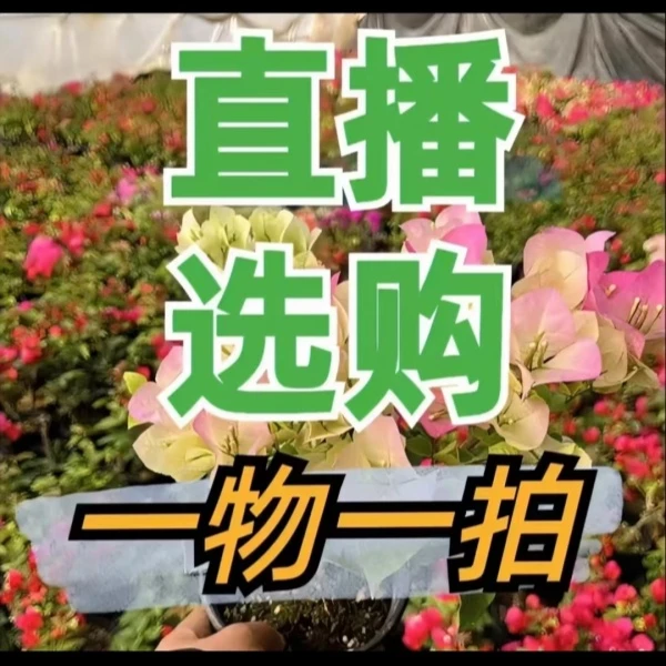 思源三角梅一物一拍运输途中掉花掉叶掉成光杆 介意不拍
