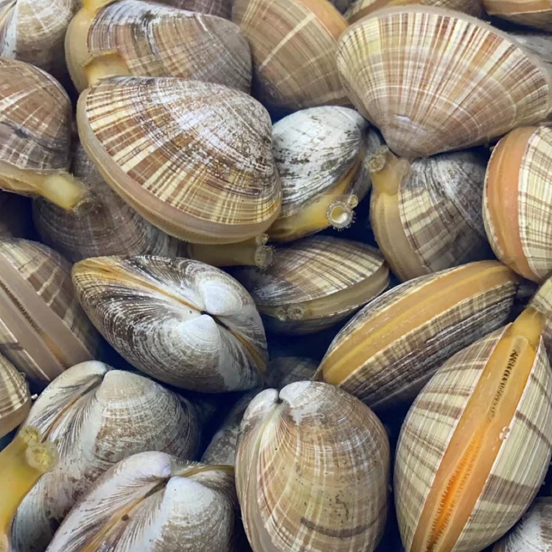 东港新鲜大文贝大蚬子顺丰特快