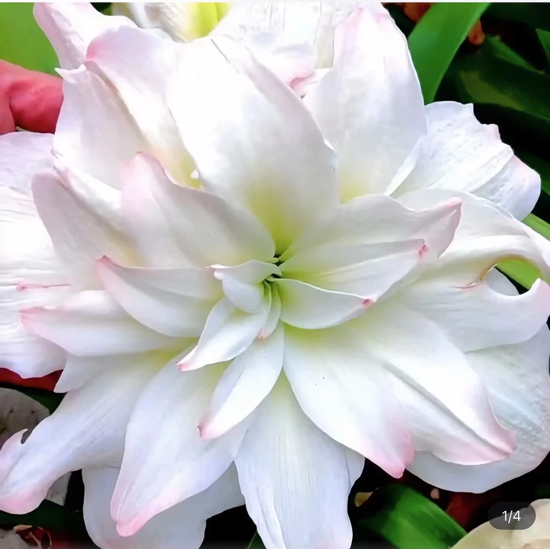 北 极 女 神~荷兰进口品种朱顶红