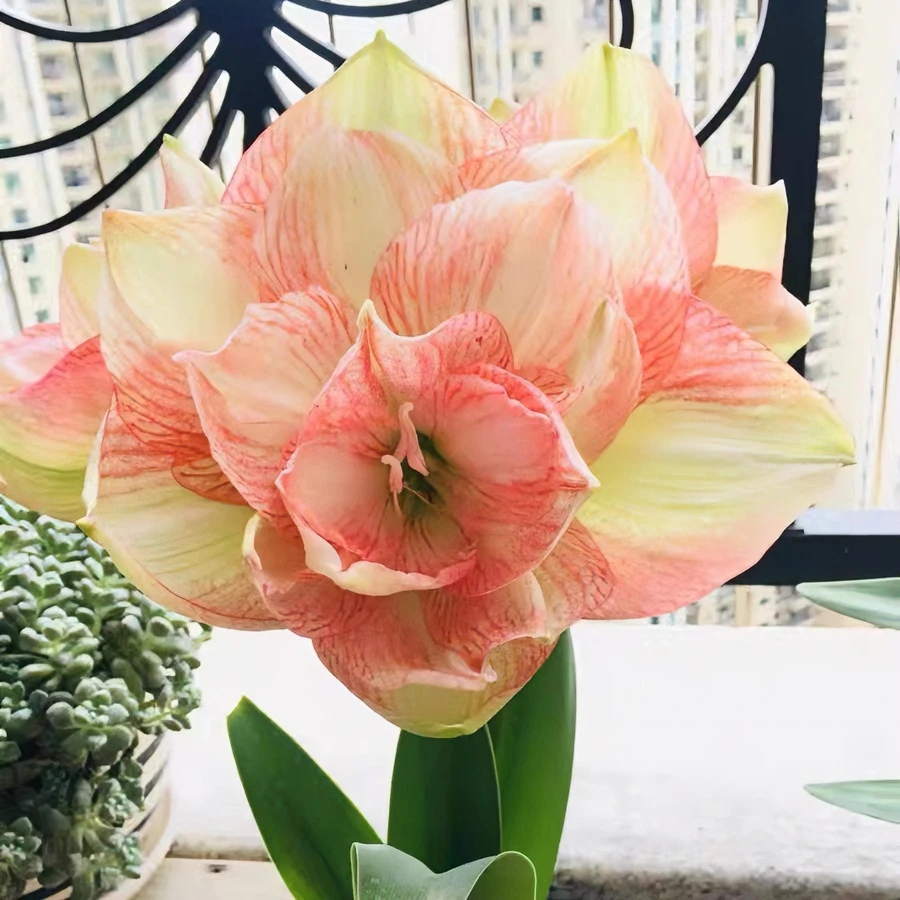 ~心花怒放／美丽心情~荷兰进口品种复壮大球