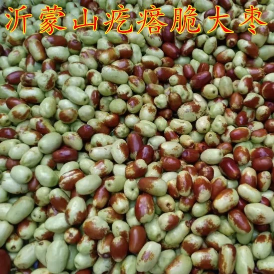 【沂蒙特产】沂蒙山特有的疙瘩脆大枣 脆甜大枣 鲜枣肉多核小