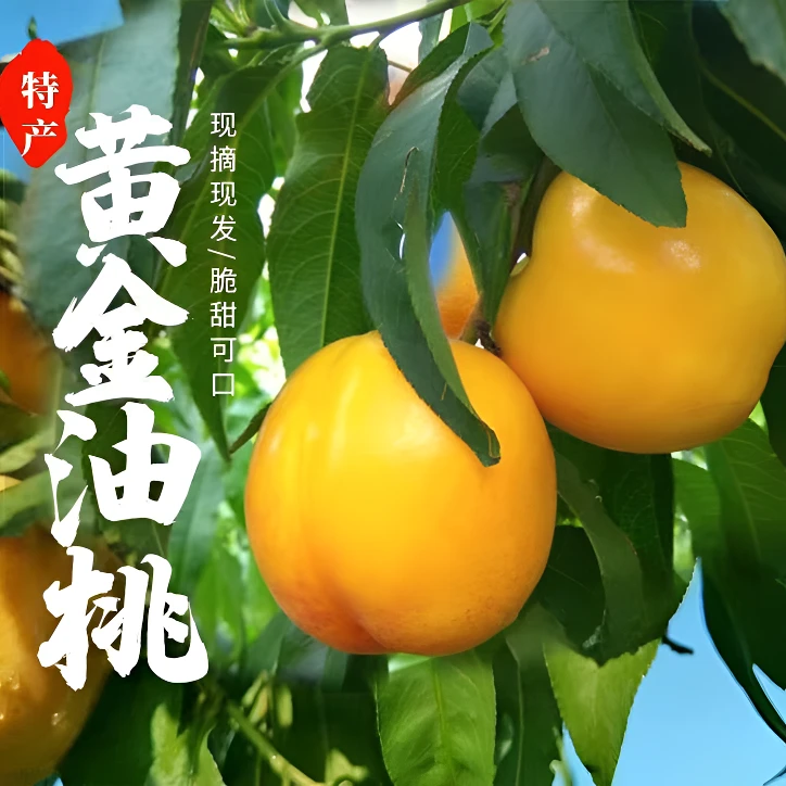 蒙阴黄金油桃头茬蜜桃尝鲜鲜果黄桃芒果孕妇水果多汁新鲜脆甜T1