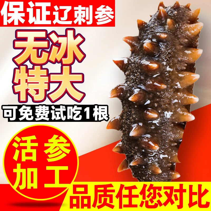 【只做好海参】鲜蒸即食海参鲜食海参大连海参礼盒现货加工顺丰包邮