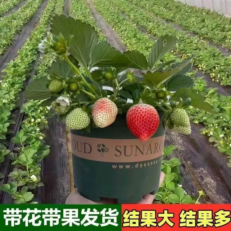 【基地直发】精选奶油宁玉草莓苗盆栽四季大苗阳台室内外南北方种植