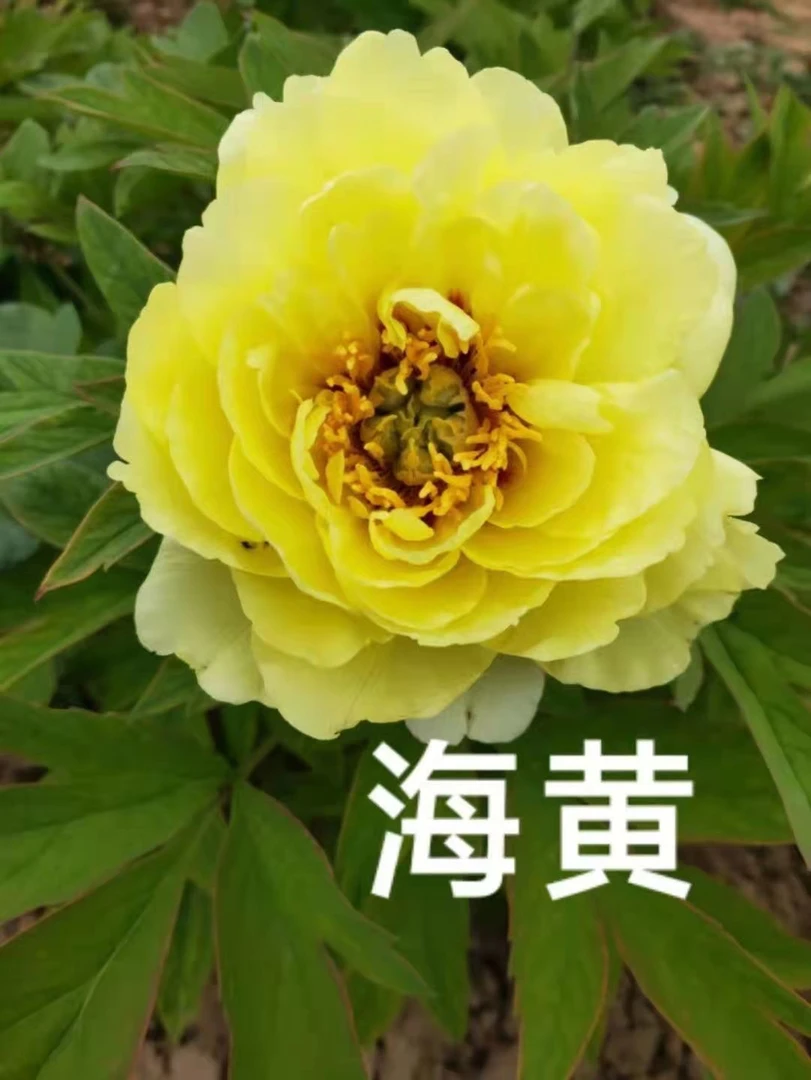 牡丹（海黄）菏泽基地直发包对版耐寒花卉先发花肥秋天发苗