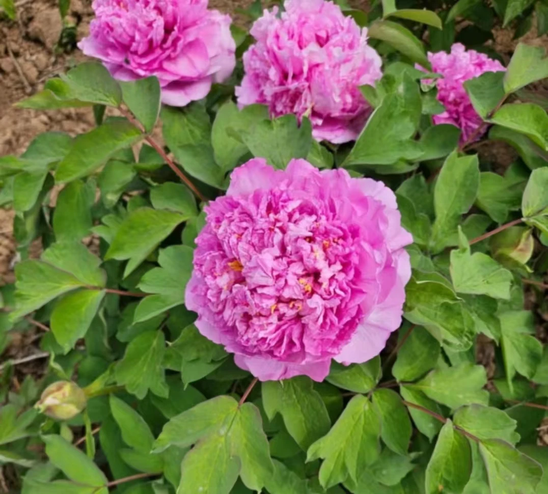 牡丹(彩绘六枝条菏泽基地直发包对版耐寒花卉