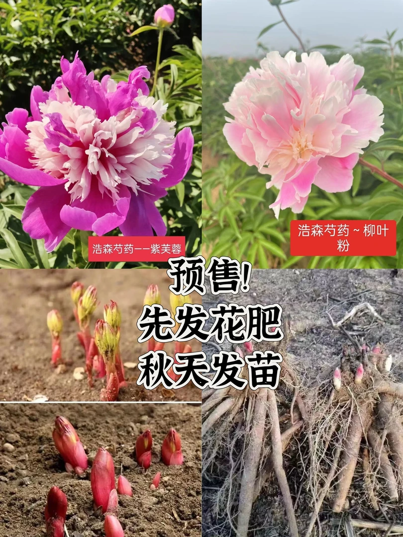 重瓣芍药花苗组合(柳叶粉紫芙蓉八芽以上)先发花肥秋天发苗