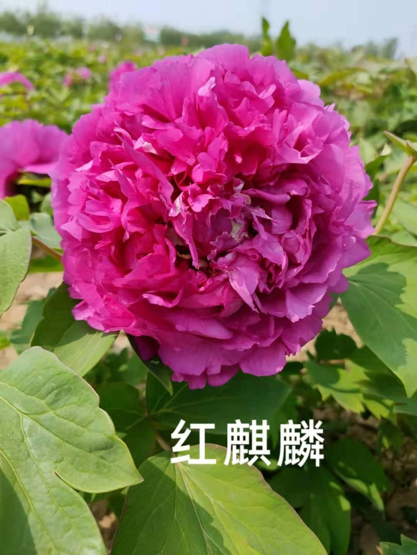 牡丹(红麒麟）菏泽基地直发包对版耐寒花卉先发花肥秋天发苗