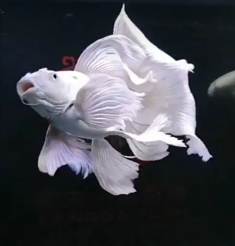 【精选白球】20-24公分白色球体蝴蝶鲤观赏鱼饲养发货活体