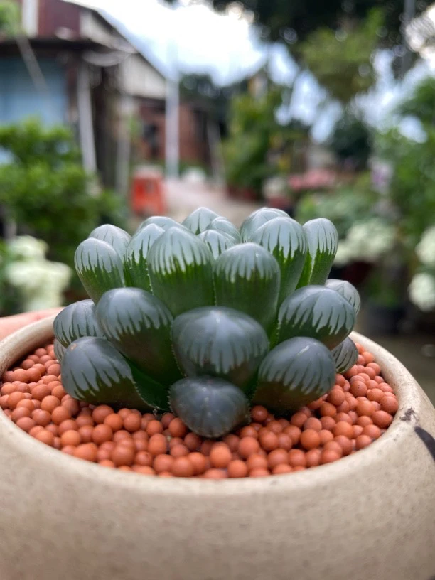 室内植物玉露多肉 10厘米左右宽 绿色叶片叶顶晶莹剔透好可爱