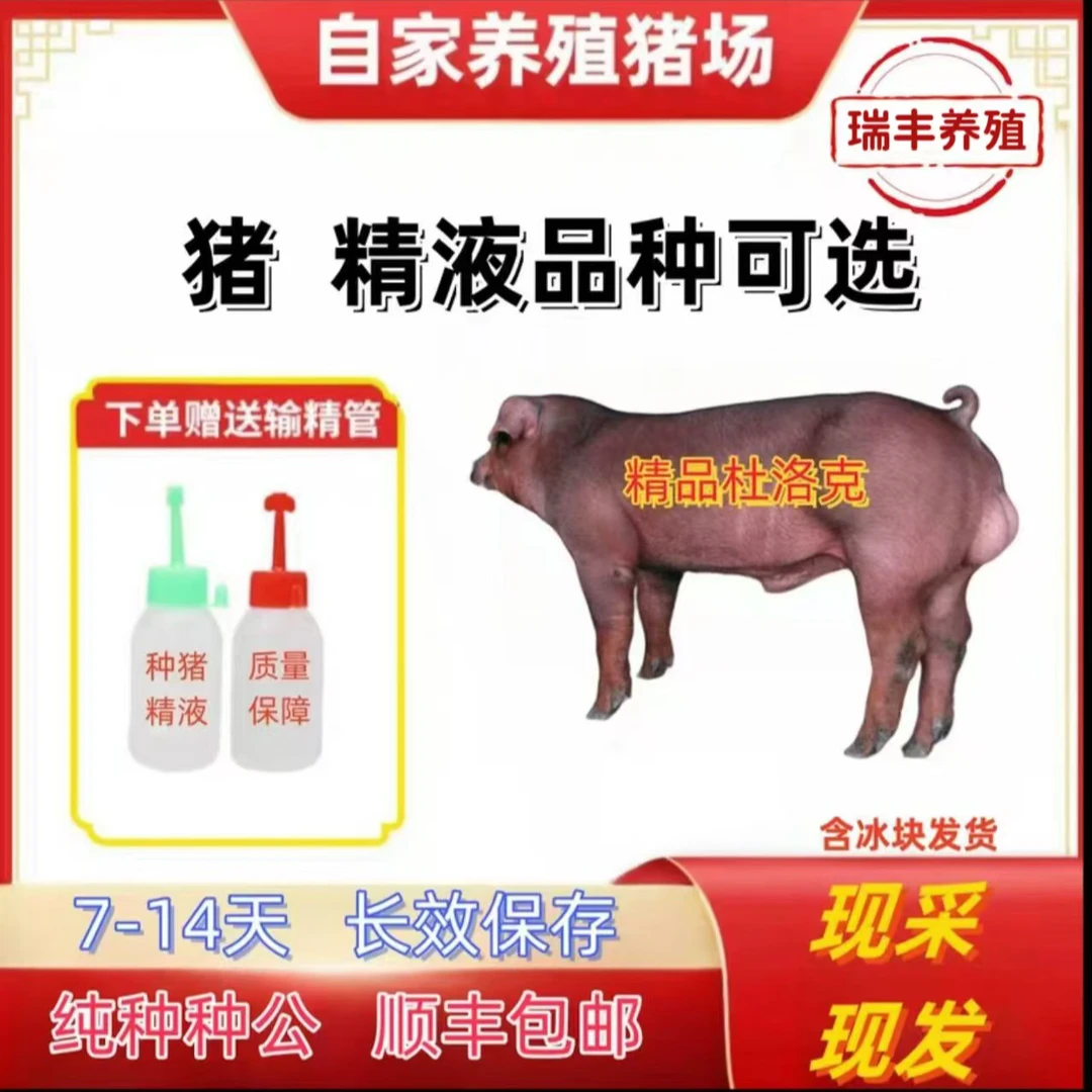 优质原种杜洛克母猪种公猪猪精批发发货一件包邮包对版猪场直发
