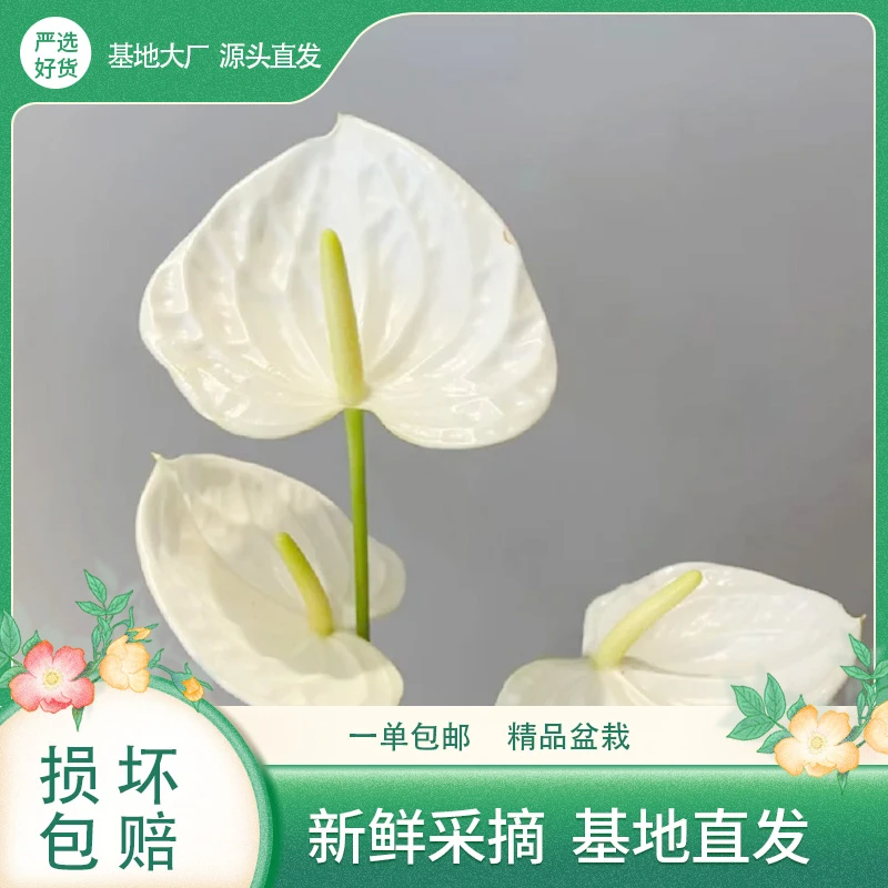 【好货严选】红掌盆栽鸿运当头花卉植物室内阳台好养易活四季开花