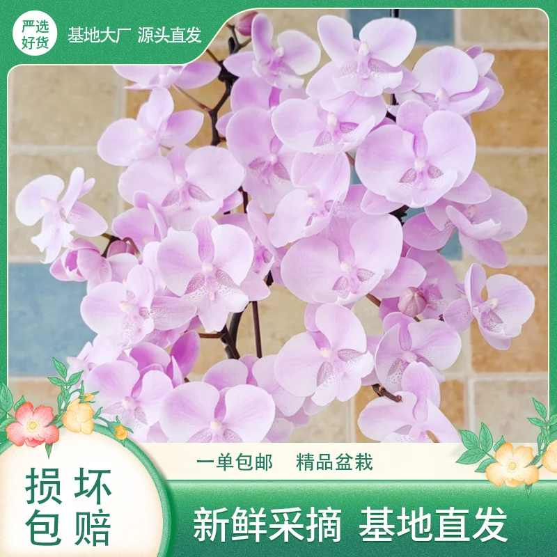 蝴蝶兰【禹城王子】精选原杯苗花苞云南基地直发花卉绿植盆栽养护家