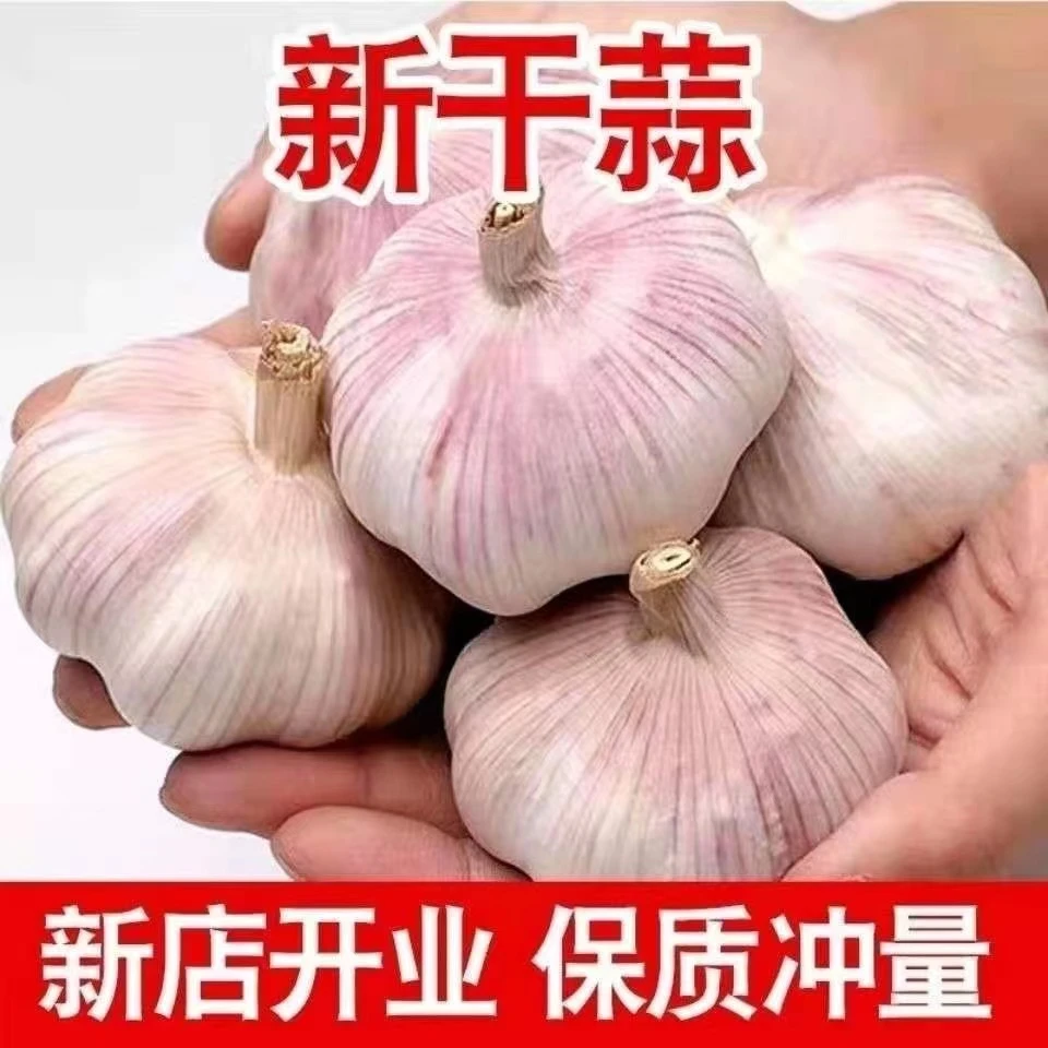 农家新干蒜食用辣味大蒜头新干蒜大蒜种紫白皮蒜子农家干蒜头种植