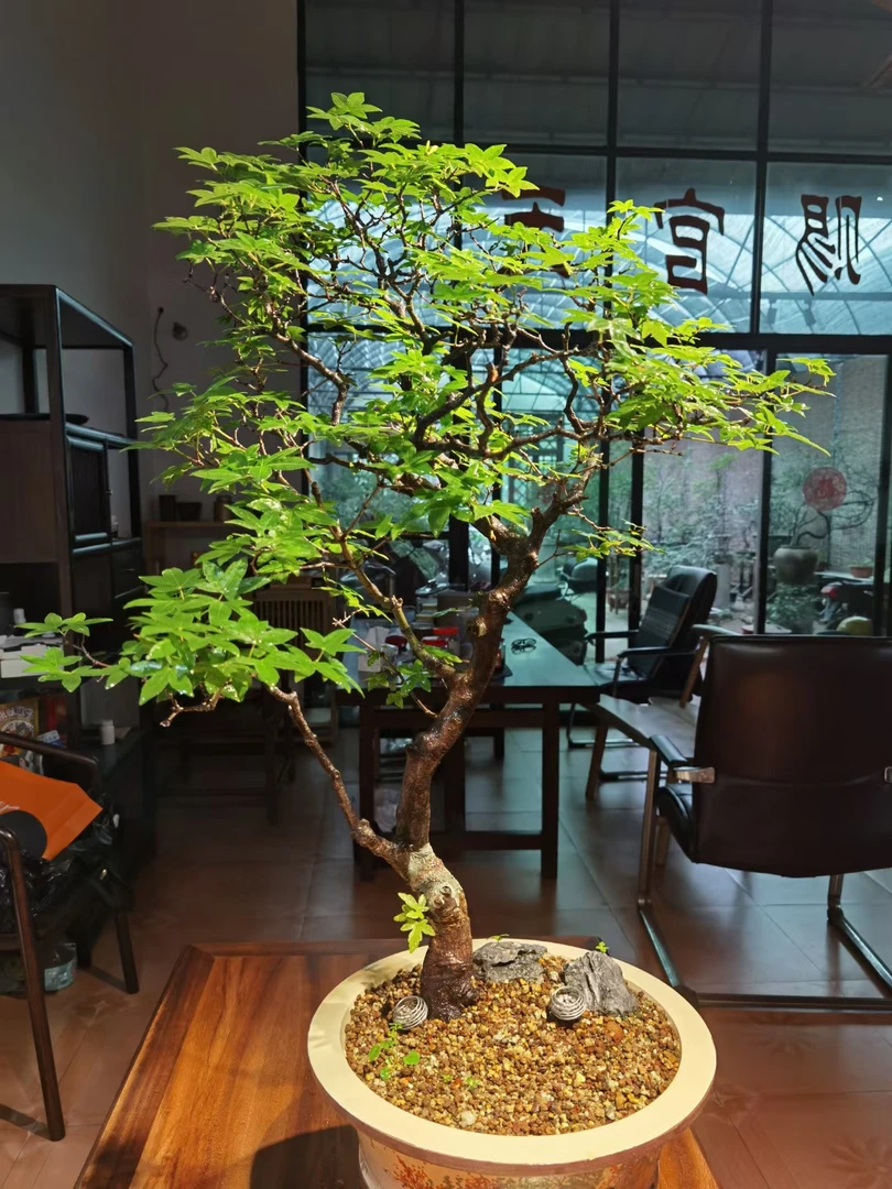 「寻品」海岛石枫，栀子花，春花， 斜飘  枝干老度（直播间一物一拍）