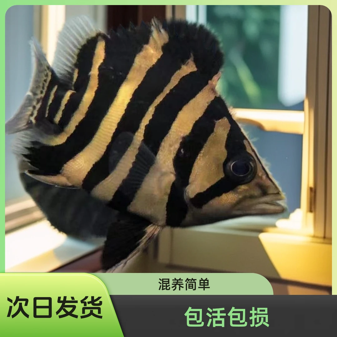 苏门答腊虎鱼活体观赏鱼龙鱼配鱼