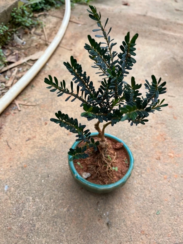 小叶雀舌黄杨造型盆景