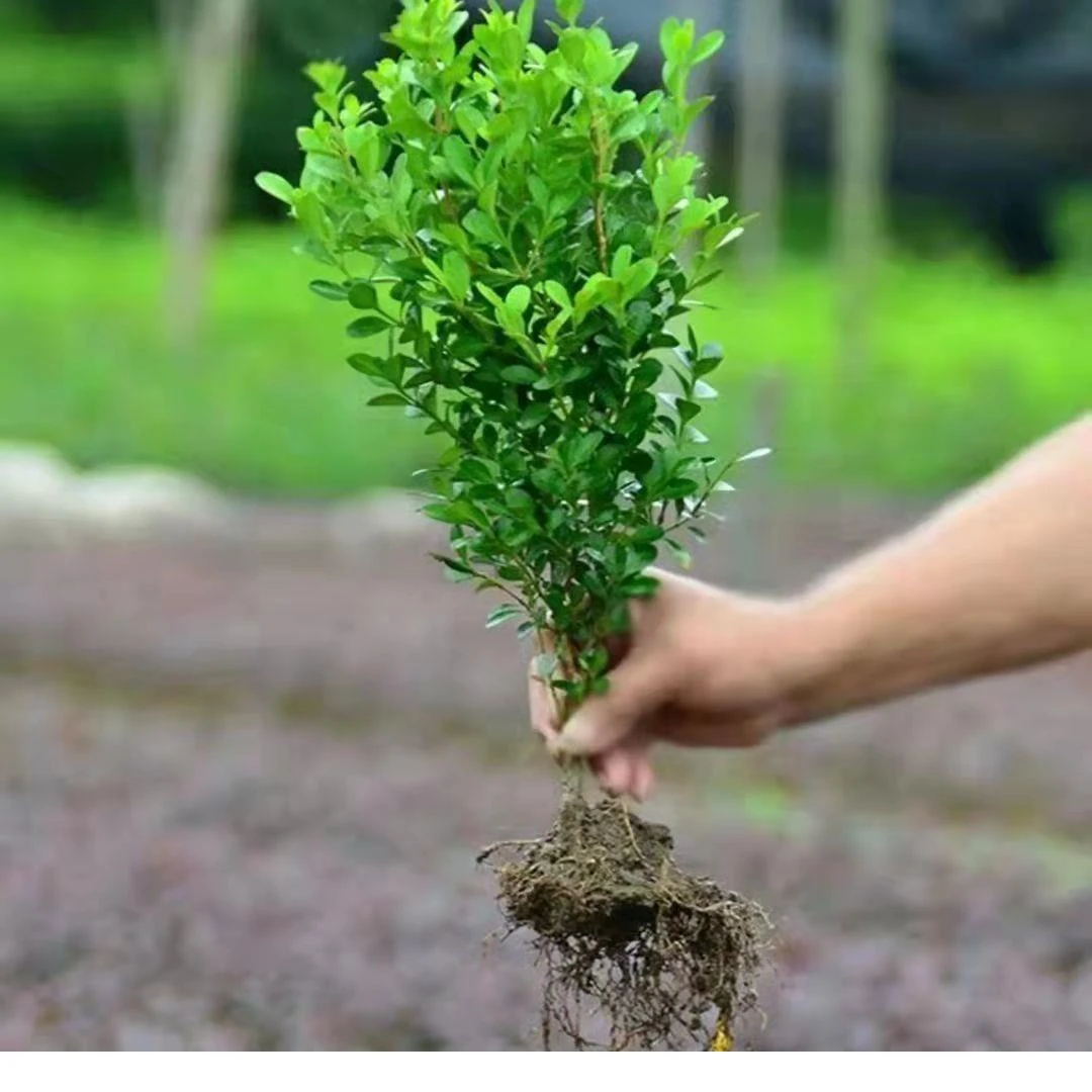 小叶黄杨苗瓜子黄杨苗 黄杨树 四季常青植物耐寒较好地被绿化球形