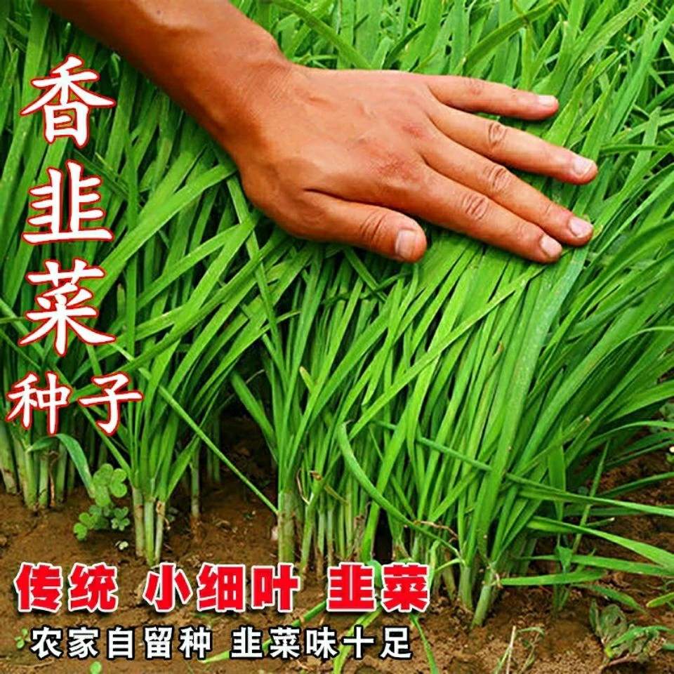 韭菜种子多茬蔬菜种籽春秋四季阳台盆栽小院种菜