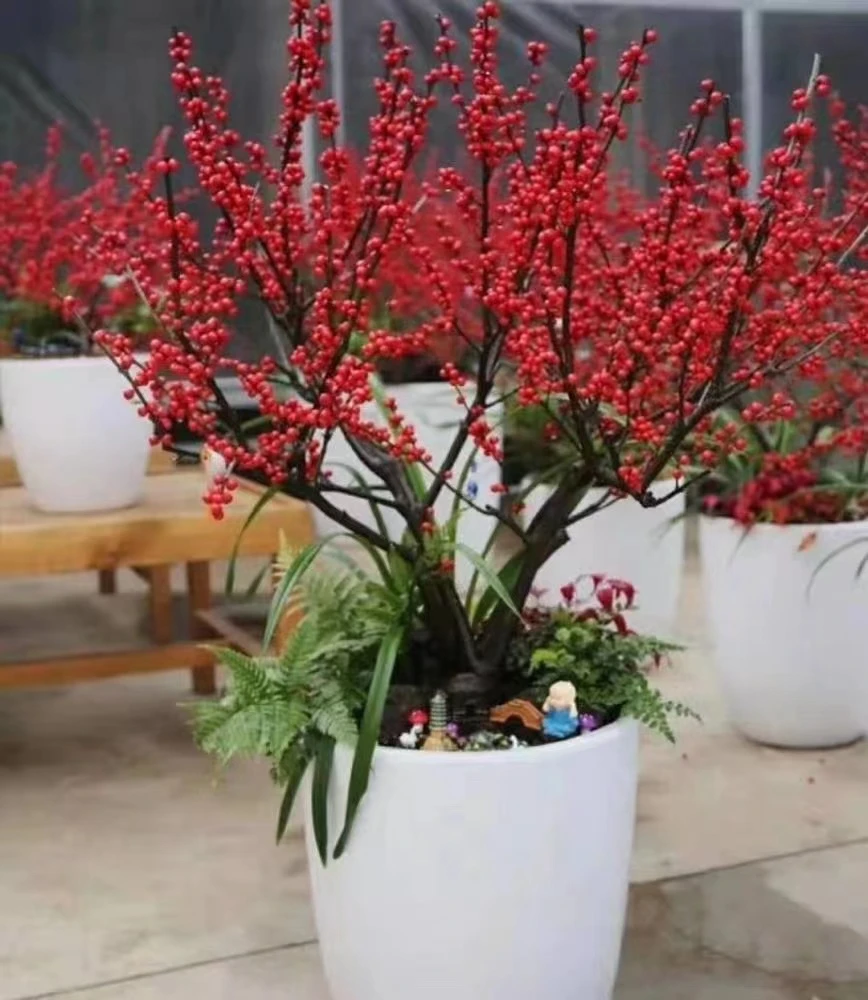 北美冬青苗鲜切花枝虹越红黄果切枝插装饰花材富贵果发财果鲜枝