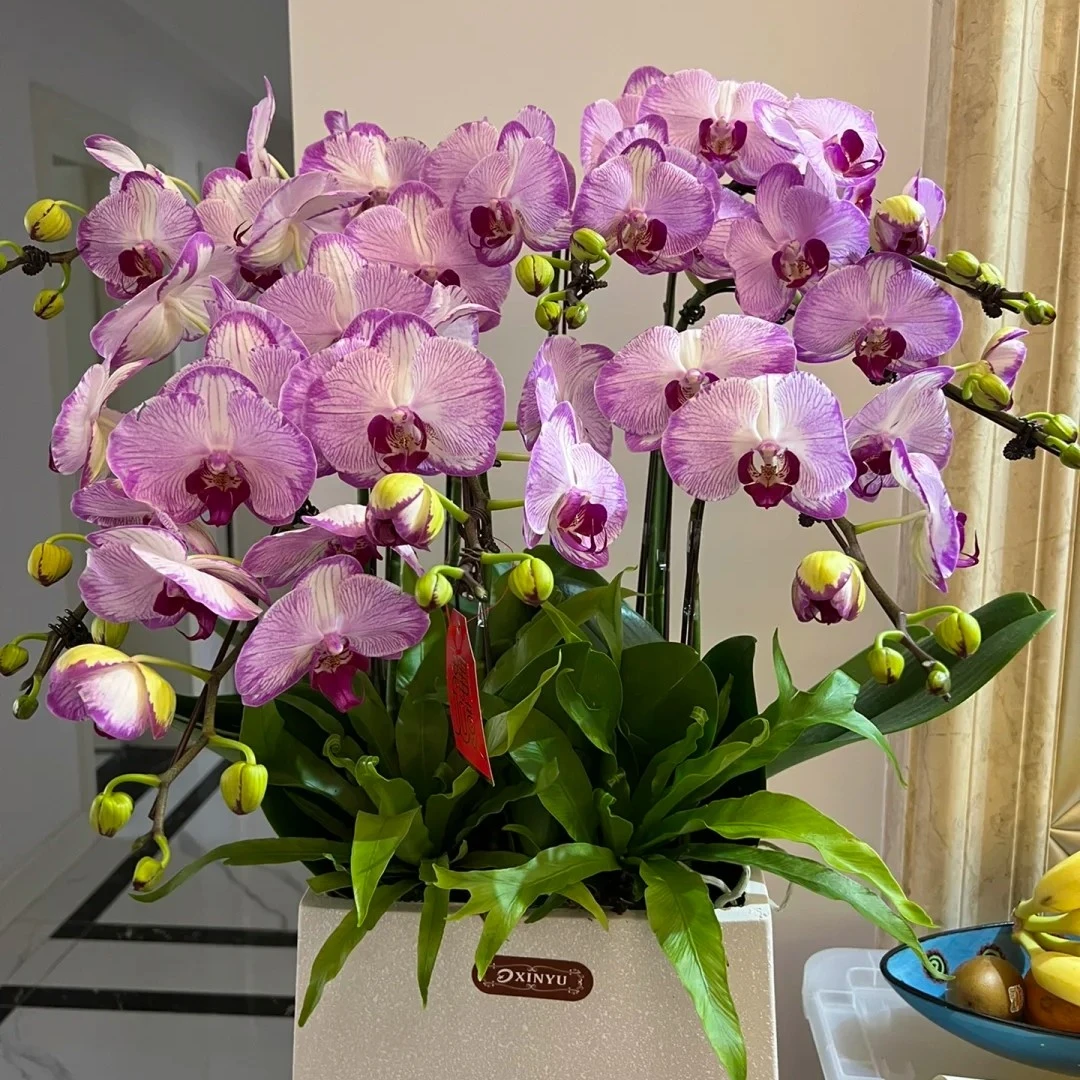 水蜜桃蝴蝶兰客厅花卉