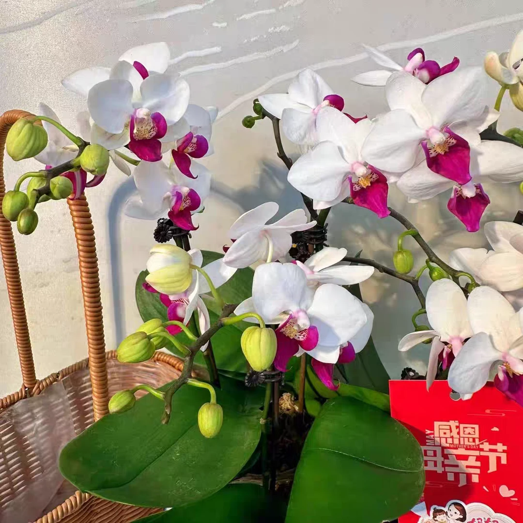 蝴蝶兰带花发货小红唇