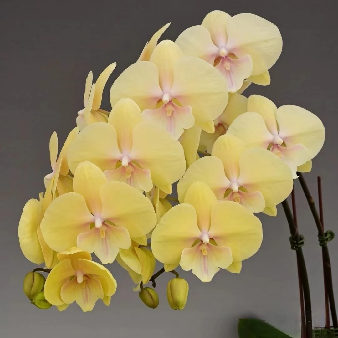 蝴蝶兰【大吉大利】