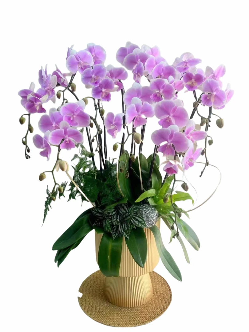 精品蝴蝶兰【梦幻婚礼】