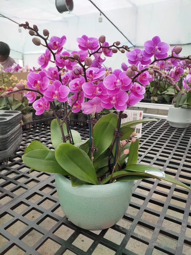 蝴蝶兰【粉圆】带花带花苞