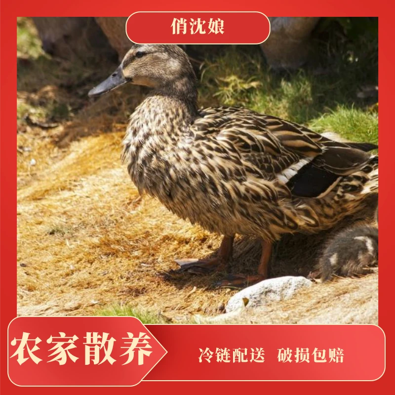 【张同学+8】农家散养池塘土鸭子两只4斤左右 不带内脏（嫩鸭