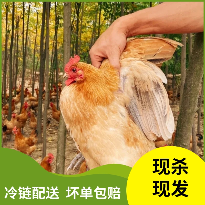 【海霞家+1】农家散养土鸡两年老母鸡三只食用五谷喂养肉质现杀