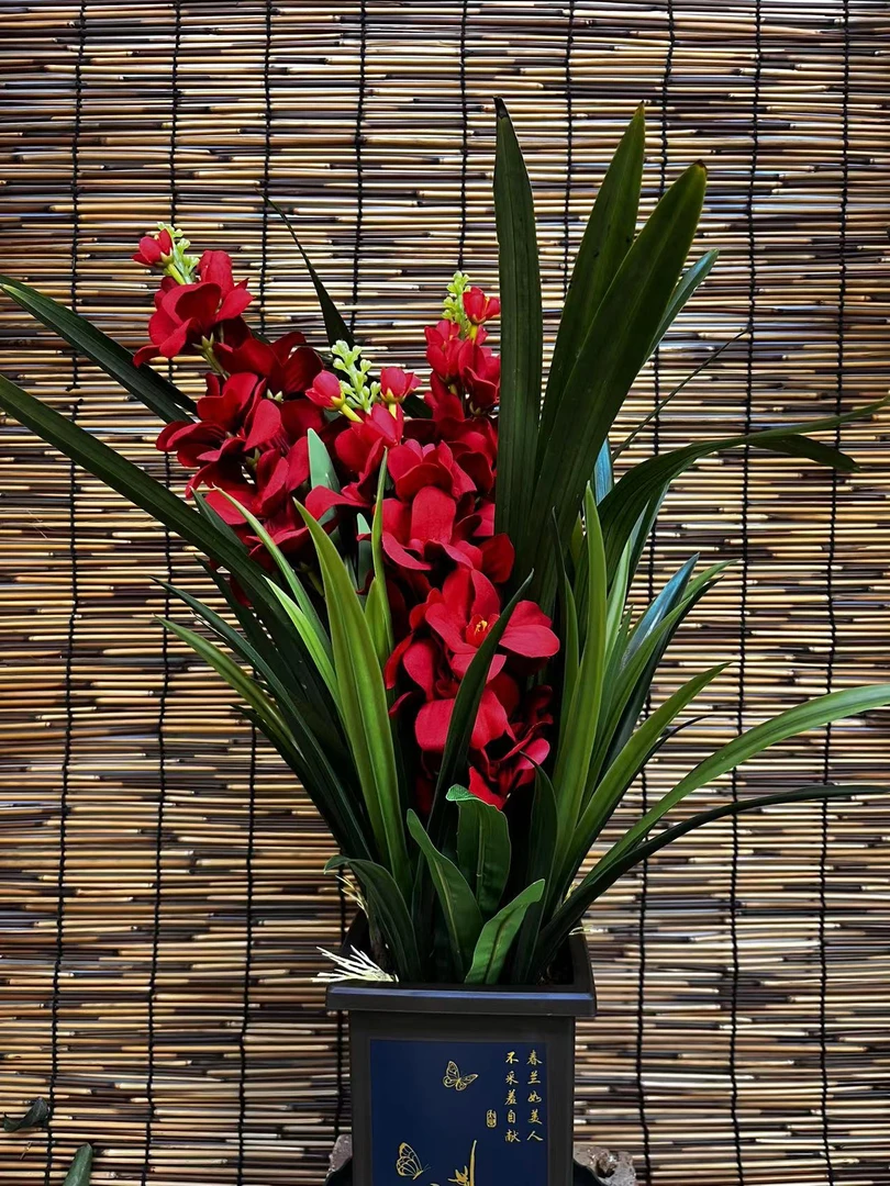 【红色佳人】盆栽地栽四季种植南方北方均可种植年宵花卉