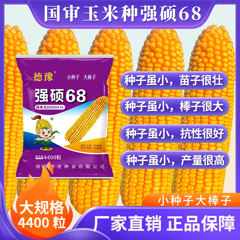 强硕68玉米种子国审抗旱 4400粒玉米种 丰收耐旱抗倒伏籽粒均匀