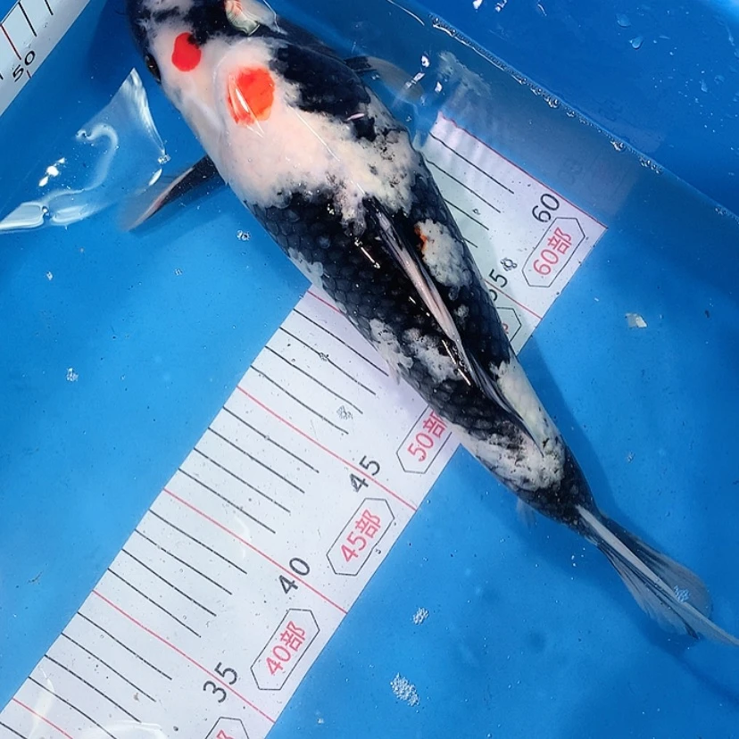 【闪购商品】紫印母鱼热带鱼母41