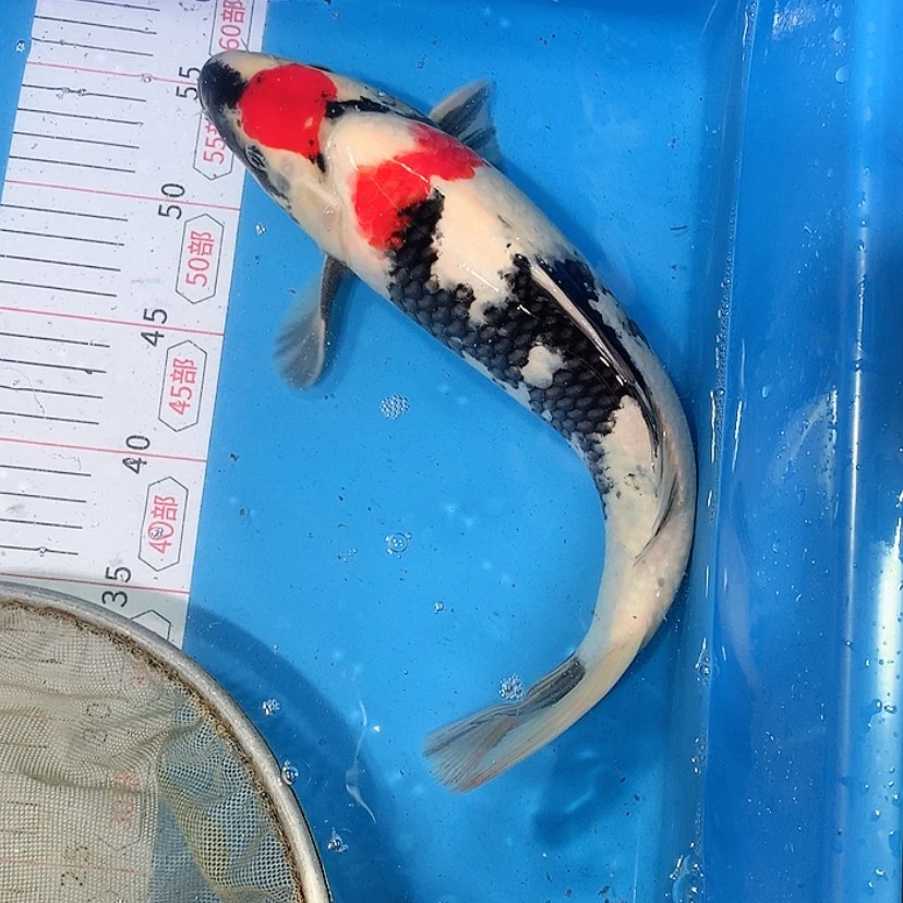 【闪购商品】紫印母鱼热带鱼母41教*