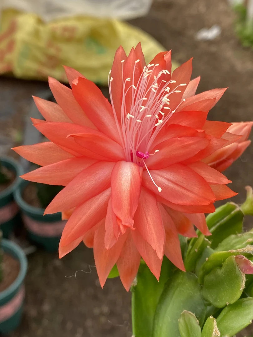 嫁接橙重瓣AN028双重喜悦 带盆带架包品种不包花色花色受气温影响