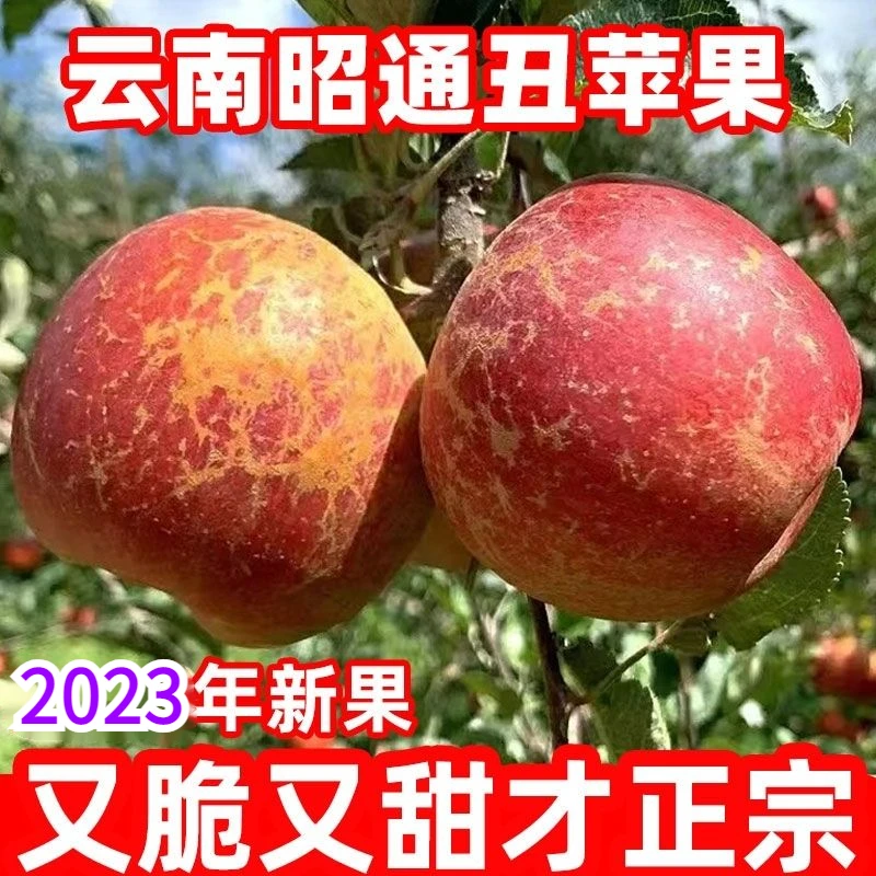 现摘现发云南昭通丑苹果大果脆甜多汁整箱3/5斤孕妇食用水果好吃