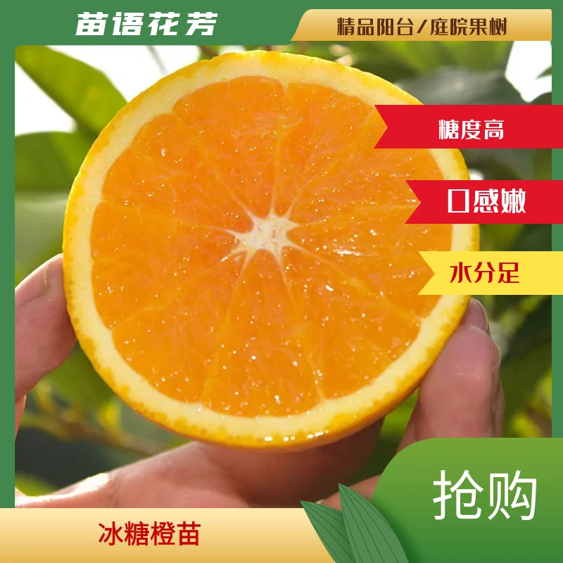 【冰糖橙裸根苗】阳台盆栽小院地栽水分足糖度高好管理产量优