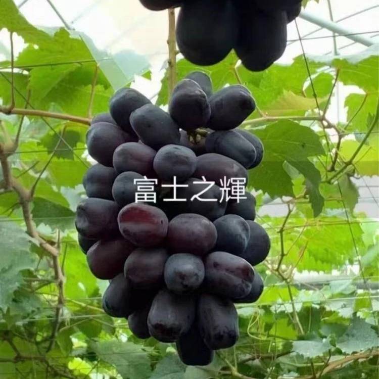 【富士之辉葡萄苗】黑钻晴王黑色阳光玫瑰高端品种