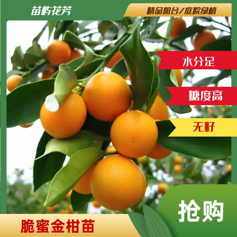 【脆蜜金柑盆苗】原盆原土纯甜无酸蜜甜水足无籽果个大糖度高