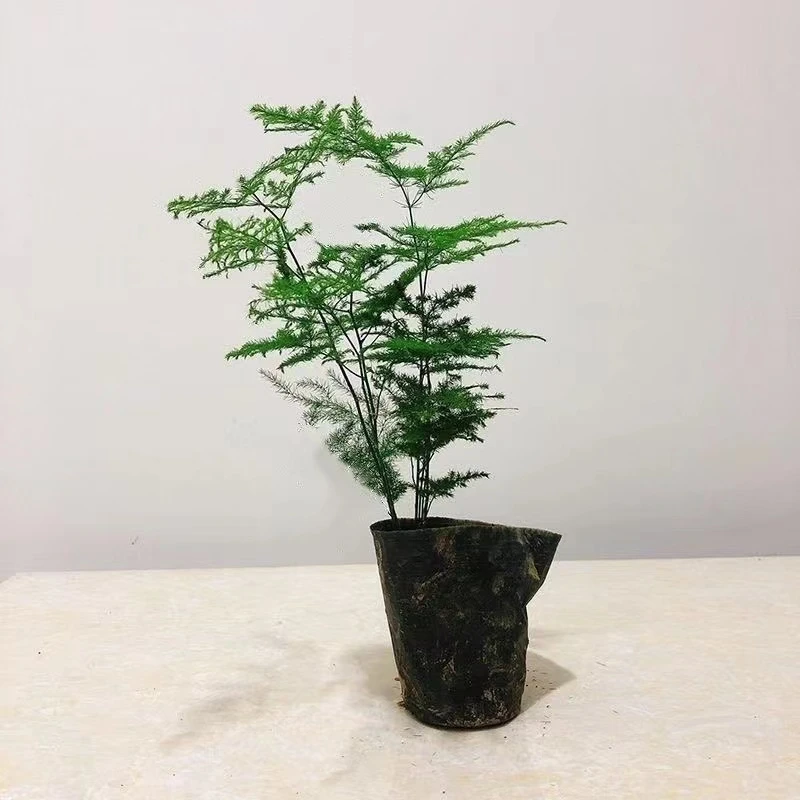 文竹盆栽盆景植物室内水培植物花客厅桌面办公室绿植室内盆栽好养