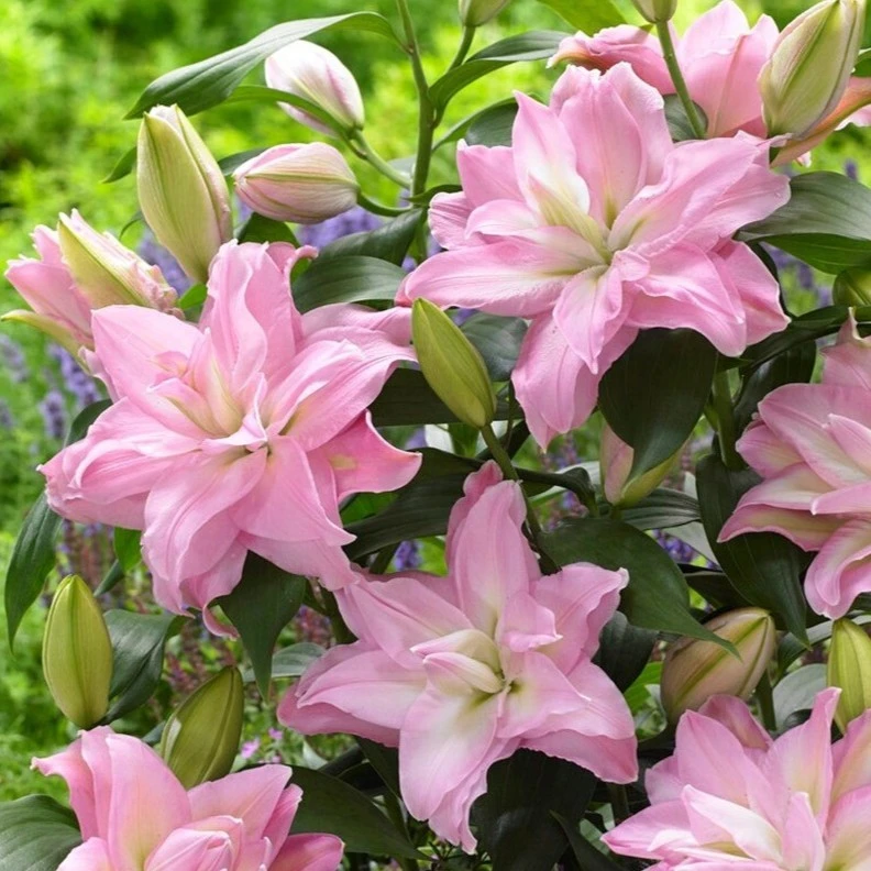九华重瓣香水百合种球四季开花盆栽阳台花卉球根植物室内易活百合