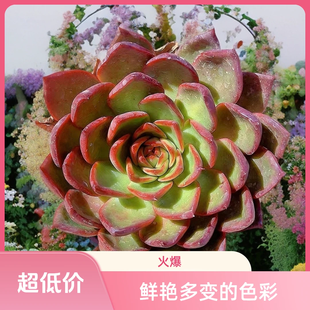 野马东云发2盆 光头强多肉植物散光上盆种植固定净化空气耐旱