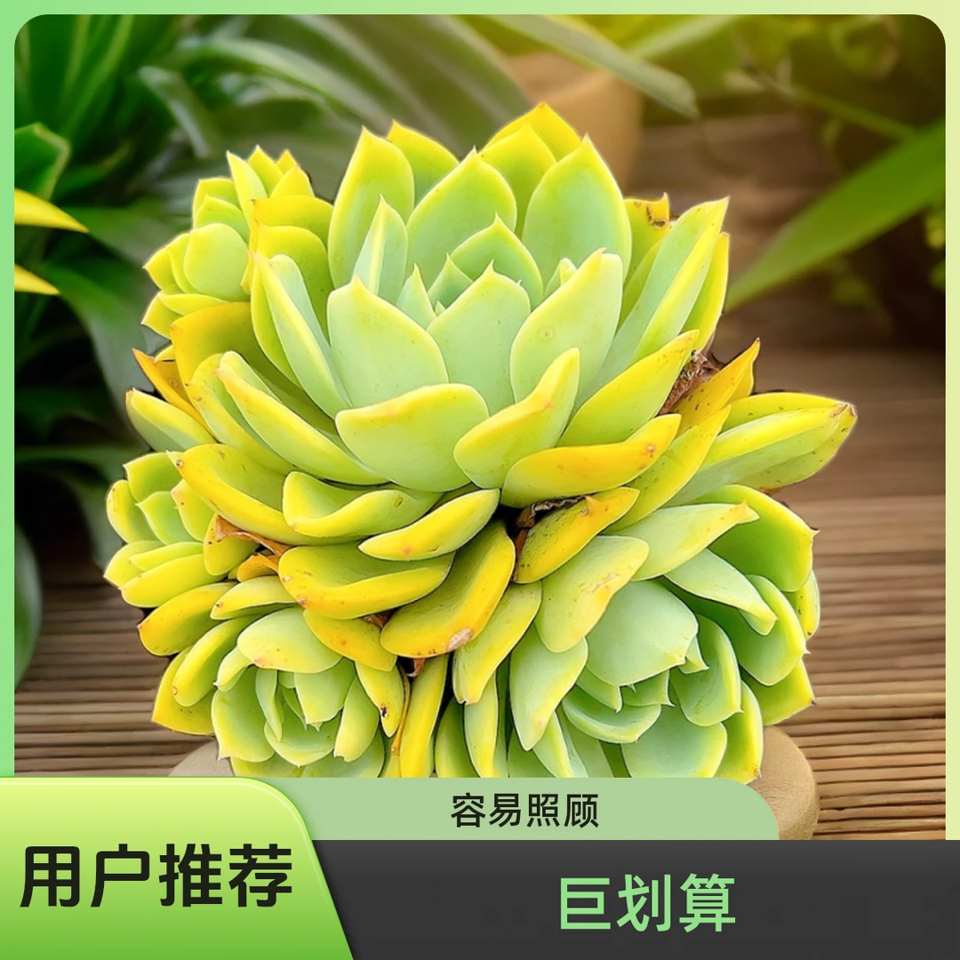 三色堇  光头强多肉植物散光上盆种植固定净化空气耐旱