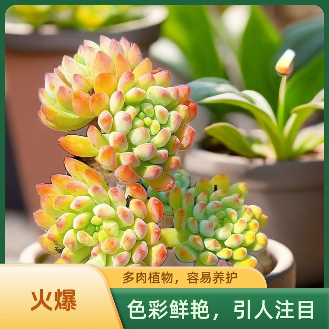 蓝苹果 光头强多肉植物散光上盆种植固定净化空气耐旱