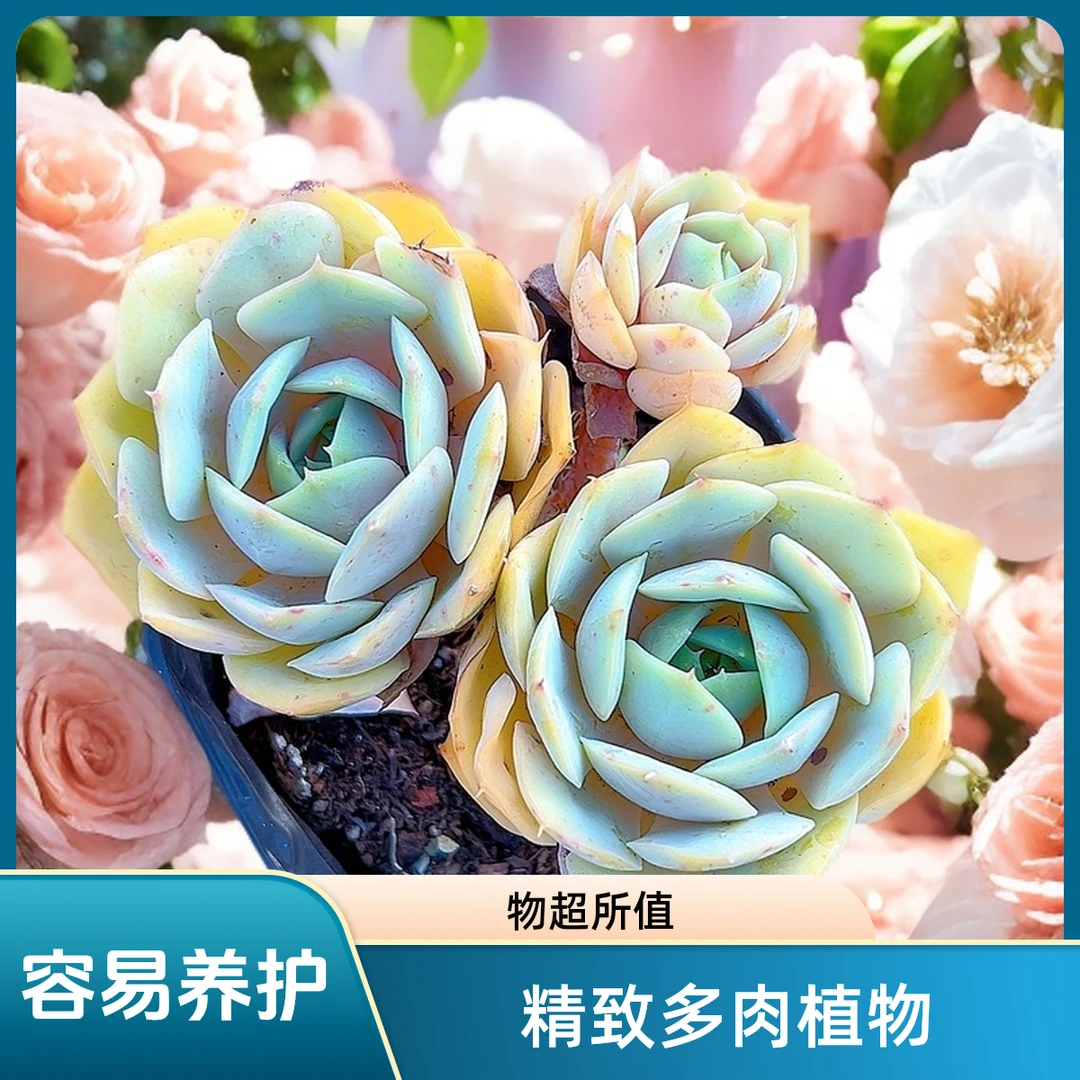 蓝色苍鹭 光头强多肉植物散光上盆种植固定净化空气耐旱