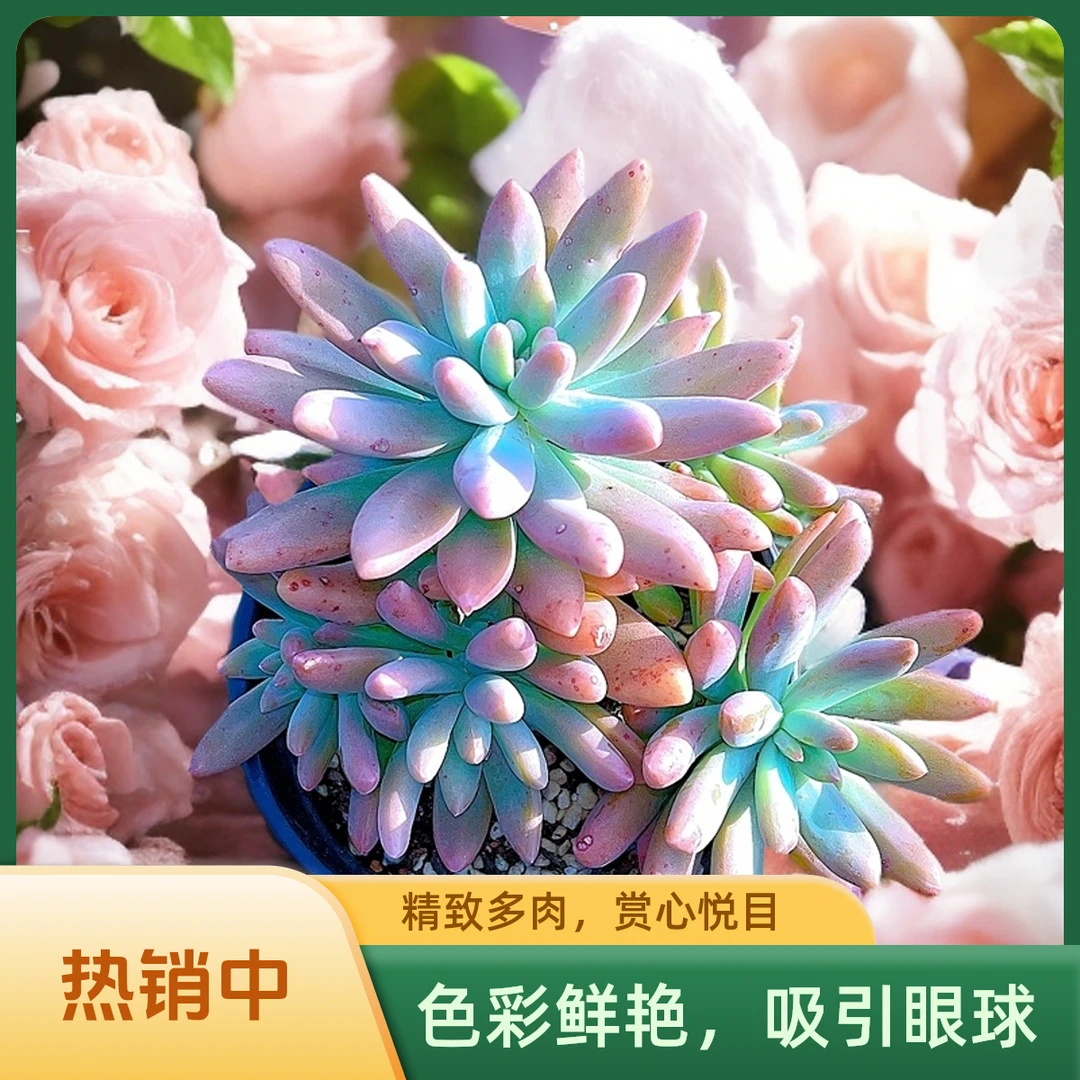 大秋丽 光头强多肉植物皮实耐旱散光上盆固定种植净化空气