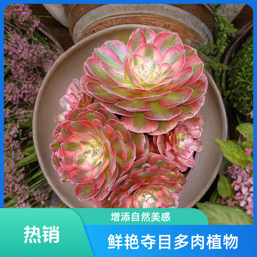 万圣节超白锦 光头强多肉植物散光上盆种植固定净化空气耐旱